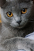 Russian female cat (রাশিয়ান মেয়ে বিড়াল)